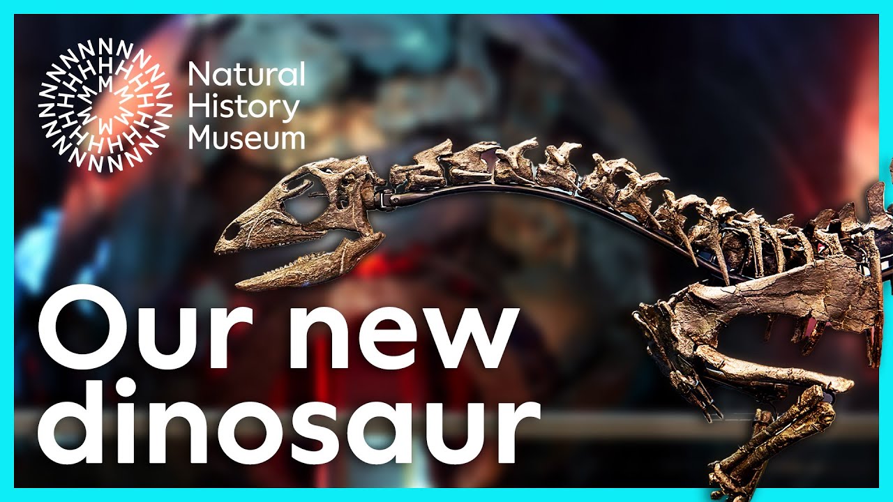 New dinosaur species on display in our Earth Hall | Natural History Museum