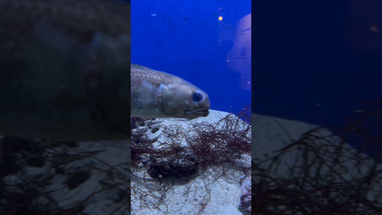 Cusk eel the freak of the sea fish