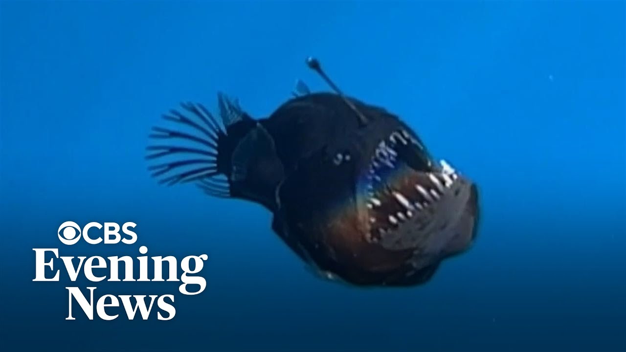 Rare deep-sea anglerfish spotted on ocean's surface for first time