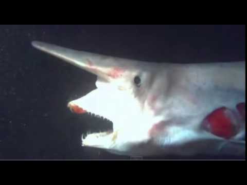 Goblin shark bites