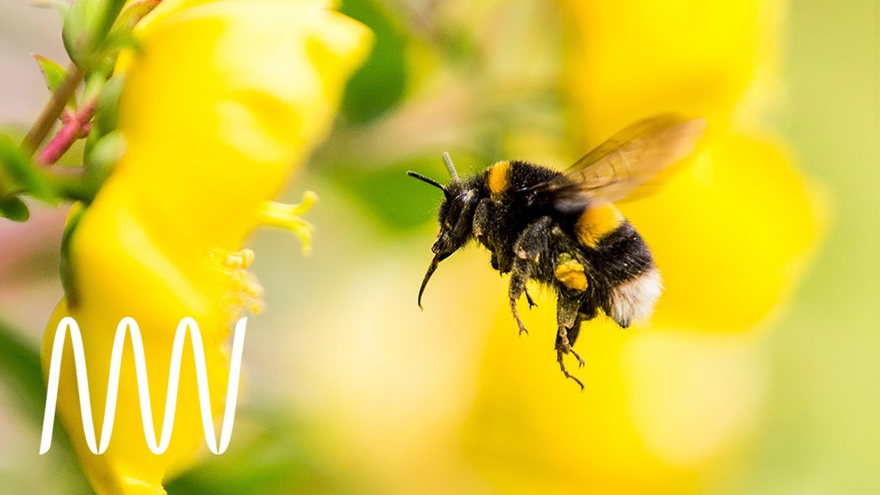 Save the bees – but how? | National Museums Liverpool