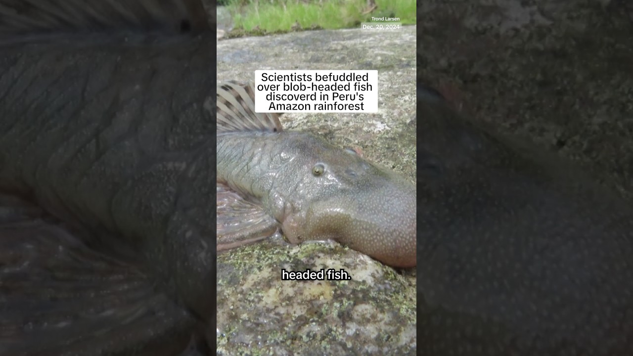 Scientists befuddled over blob-headed fish discovered in Peru's Amazon rainforest