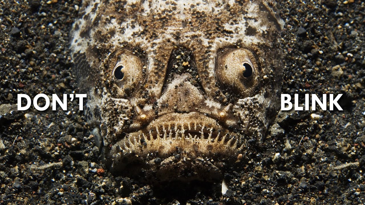 Stargazer: The Carnivorous Underground Taser