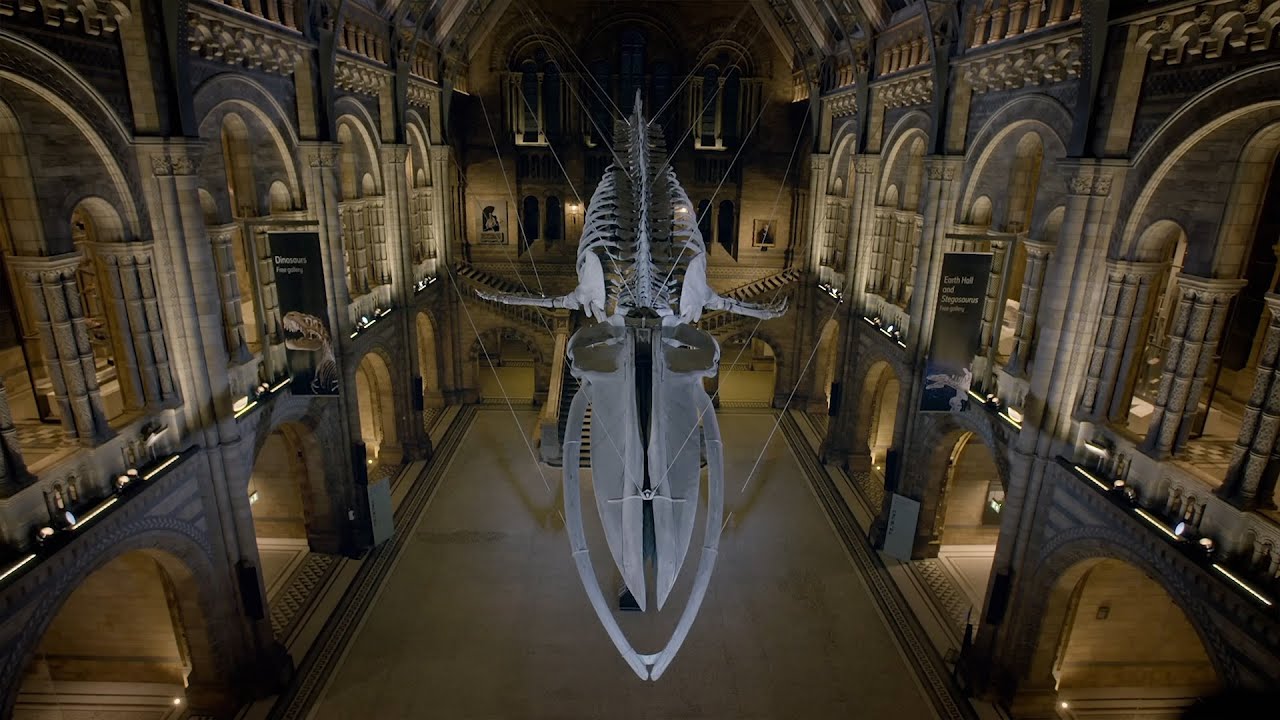 Mysteries of the Natural History Museum: Hope the Whale, Dinosaurs & Ancient Discoveries