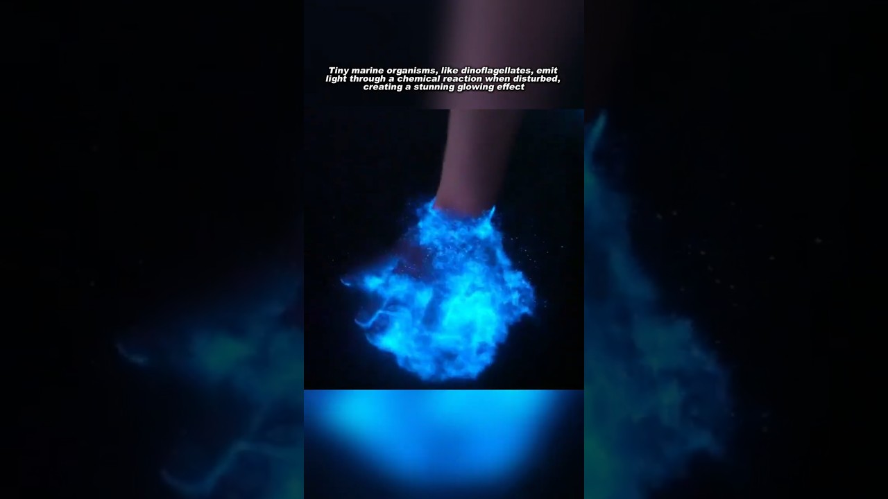 Bioluminescent beaches