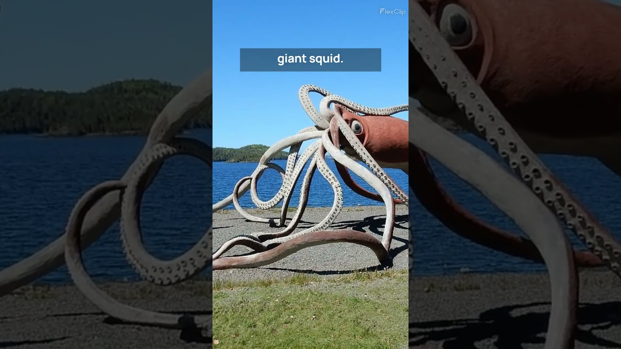 Giant Squid Eyes