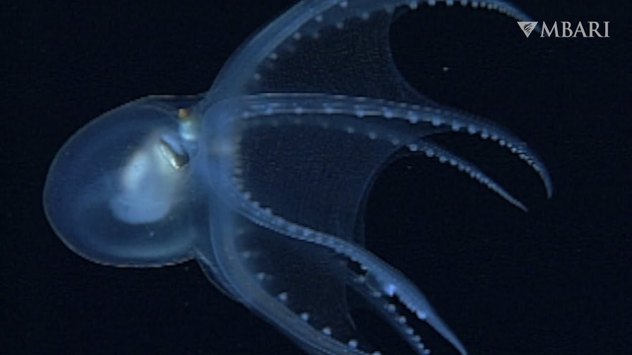 The telescope octopus is a rare sight in the deep sea