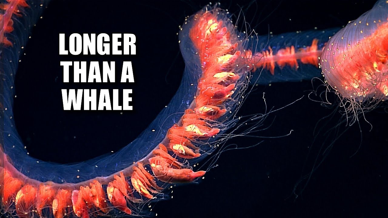 Giant Siphonophore Facts: Praya dubia | Animal Fact Files