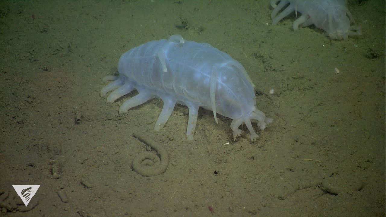 Weird and Wonderful: Sea pigs