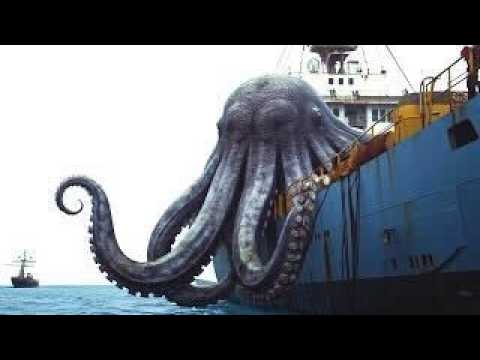 Kraken Sightings That Prove Megalodons Are Small In Comparison