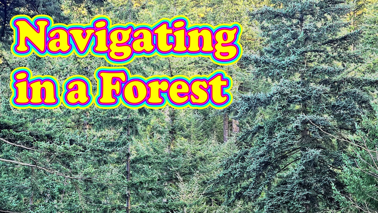 THIS is how to navigate in a forest – correctly