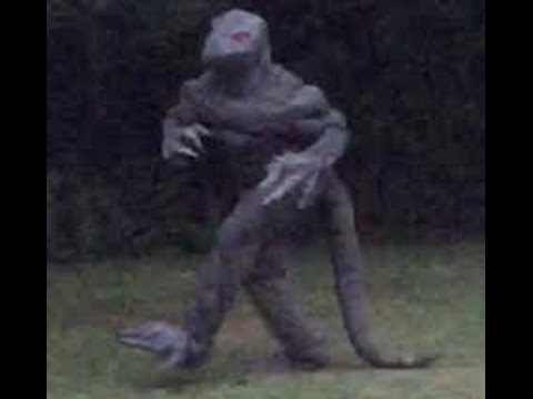 Mythical “Lizardman” Reported!