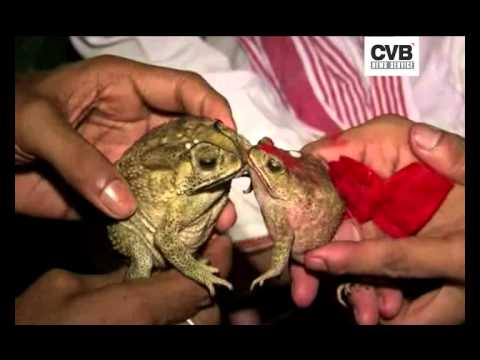 VILLAGERS MARRY OFF FROGS TO APPEASE RAIN GOD