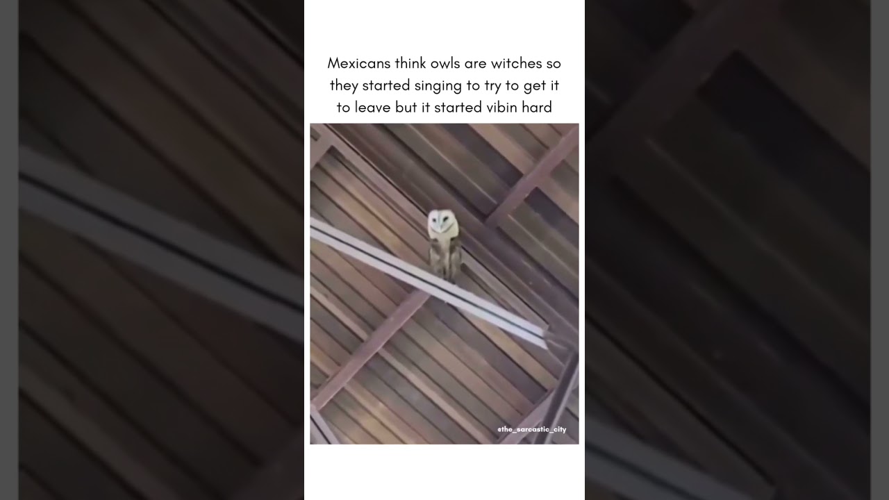 Mexicans think owls are witches so they tried singing to make it leave and he started vibing