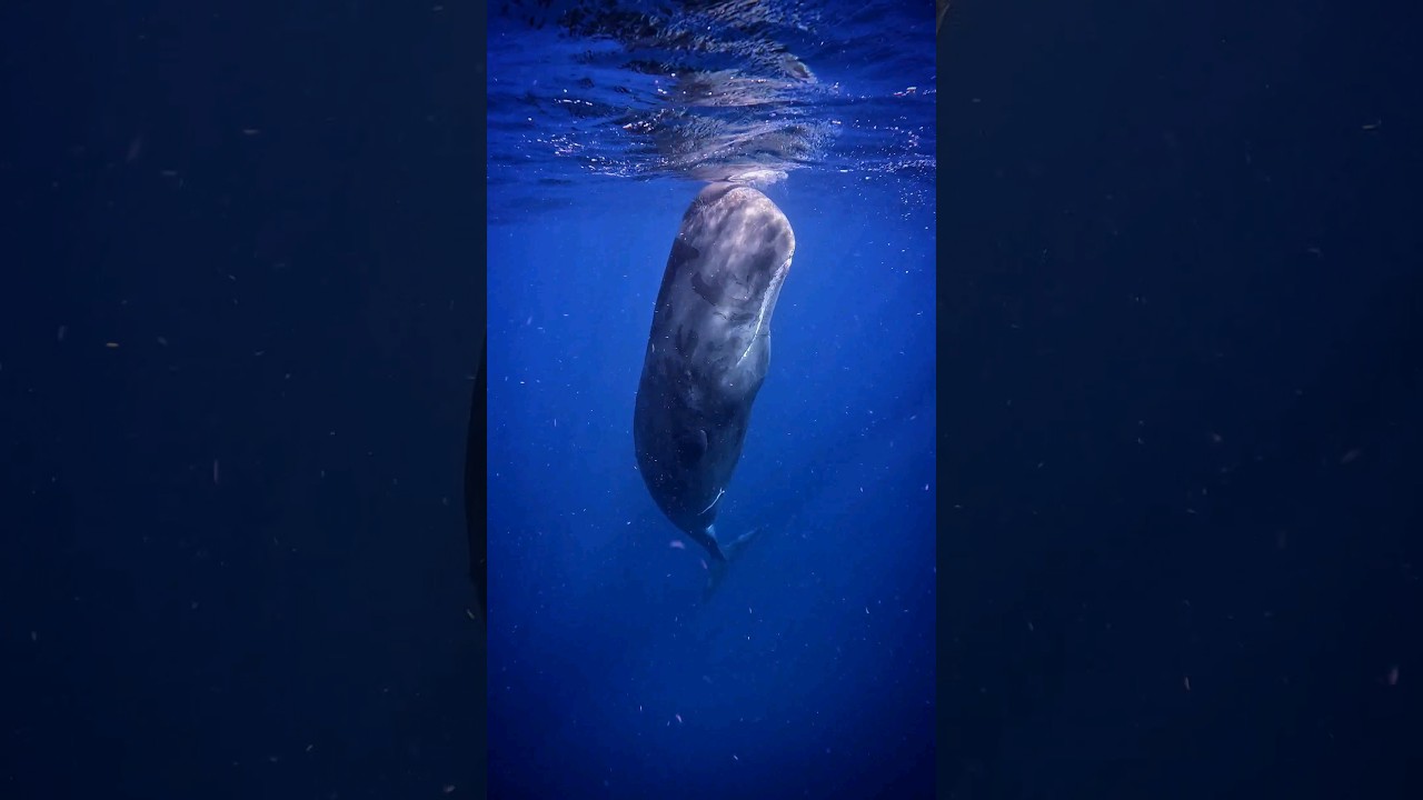 Sperm Whale checking out divers with echolocation #shorts