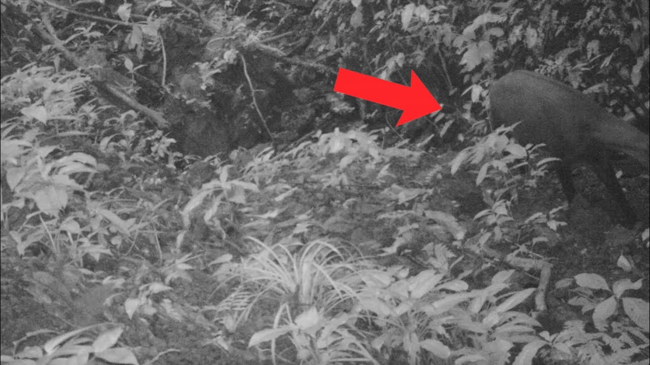 Saving one of the Earth's Rarest Species: Saola