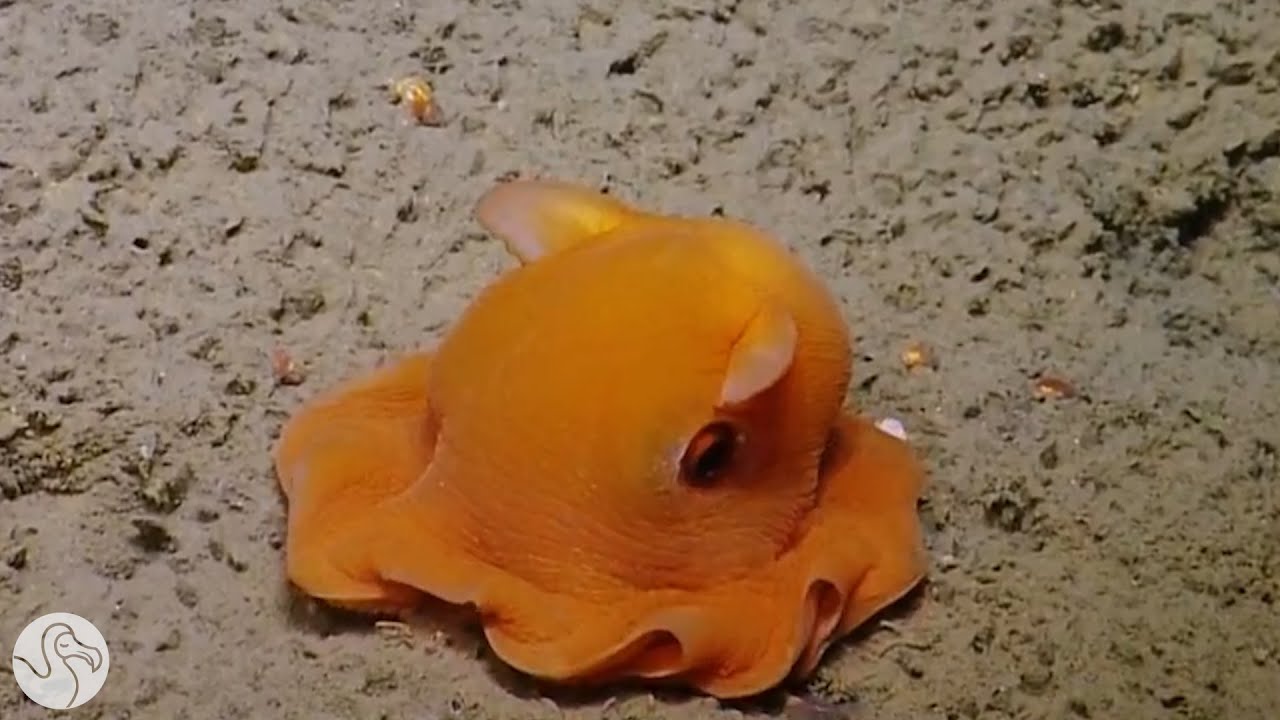 The Dumbo Octopus