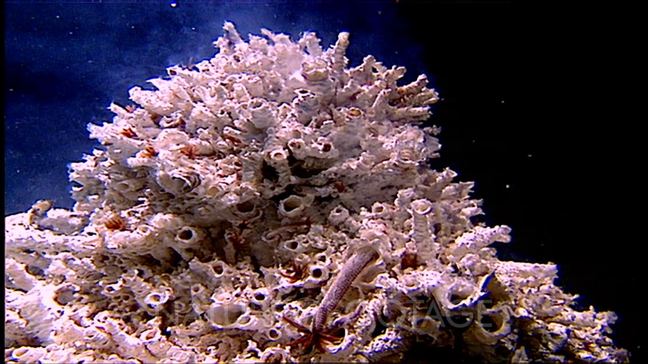 Pompeii Worm Colony With Heat Waves