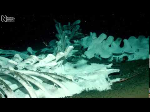 Osedax mucofloris bone eating snot flower worm