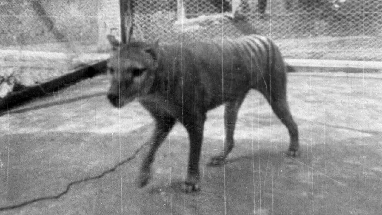 The last known Tasmanian Tiger