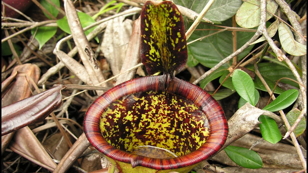 The Discovery of Nepenthes attenboroughii