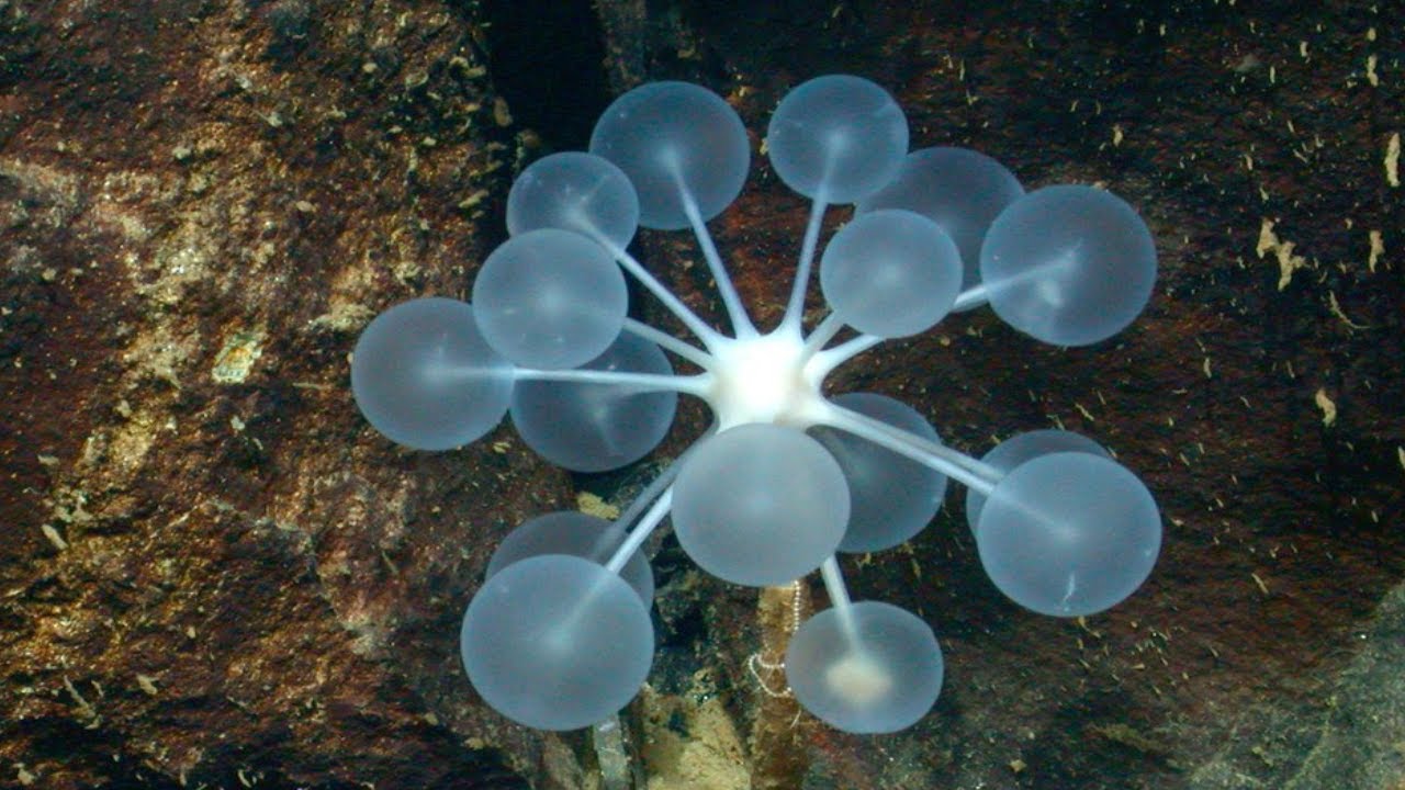 Ping Pong Tree Sponge - Animal of the Week