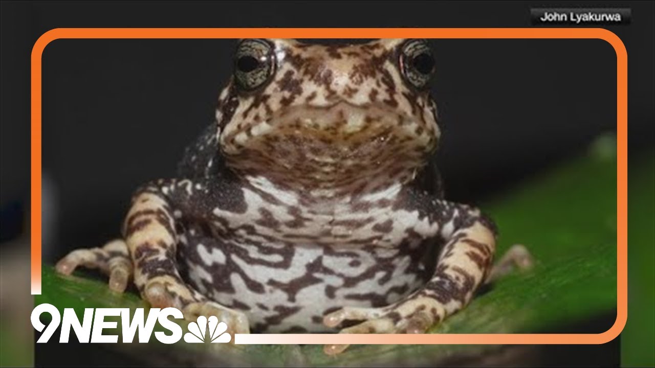 New tree toad species give birth