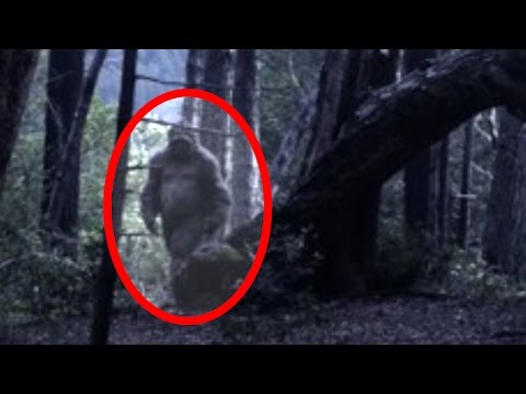 5 Bigfoot Sightings Caught on Tape