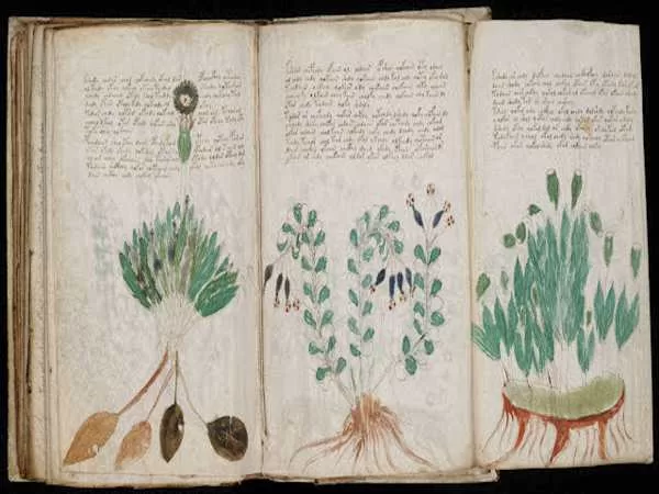 Voynich Manuscript: History’s Most Mysterious Unsolved Puzzle 1 Read Voynich Manuscript
