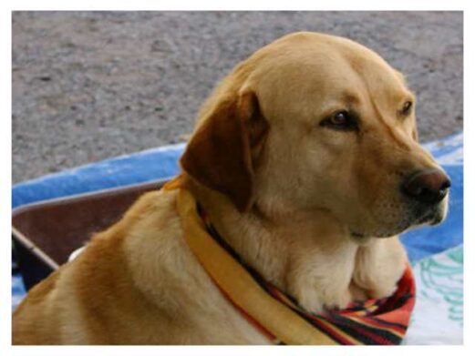 Can Dogs See Ghosts? What Science and Stories Say Dogs See Dead