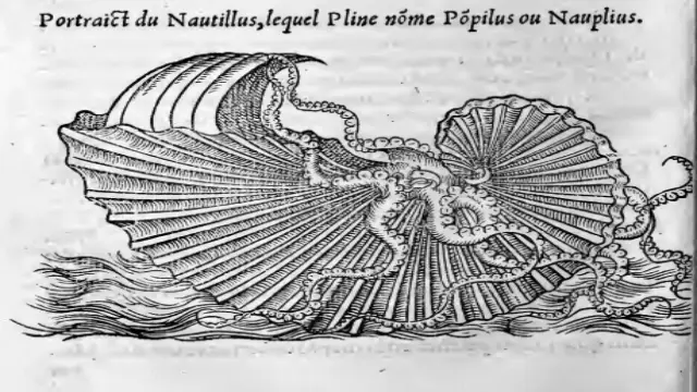 Sailing Nautilus Myth