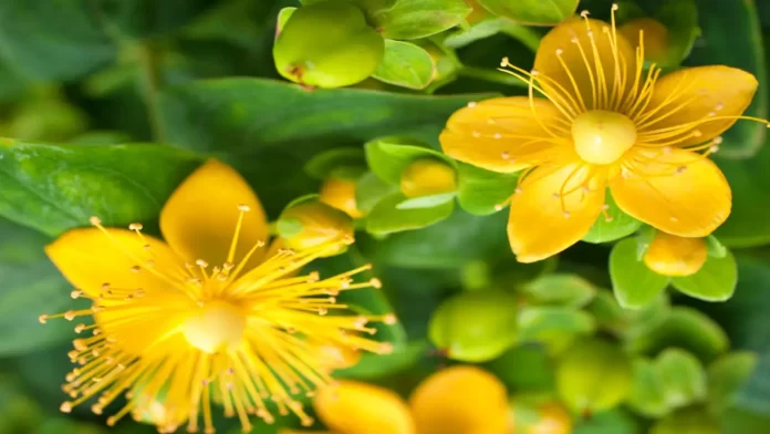 St John’s Wort