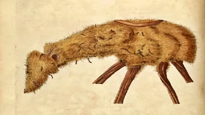The Vegetable Lamb of Tartary