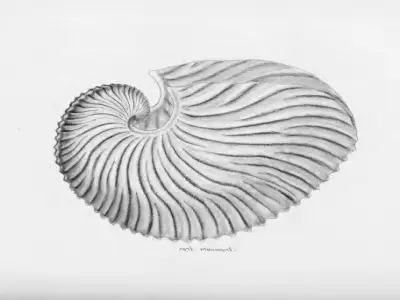 What Is the Paper Nautilus