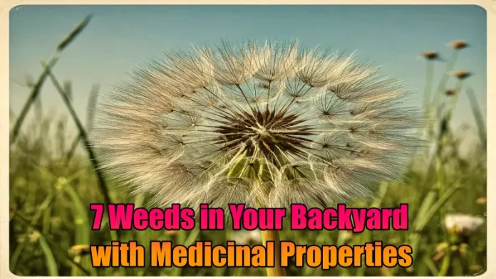 7 Weeds in Your Backyard with Medicinal Properties