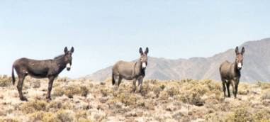 28 Ghost Towns in Nevada: Eerie Ruins, History & Visiting Tips Taken20on20the20road20between20Scossa20and20Seven20Troughs