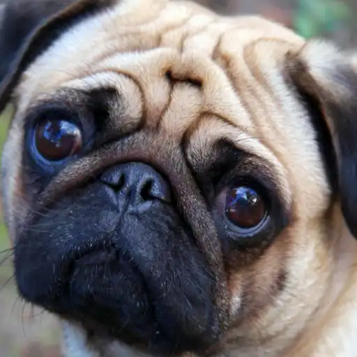 Most Famous Secret Societies (2026): History, Myths, and Real Facts Order of the Pug