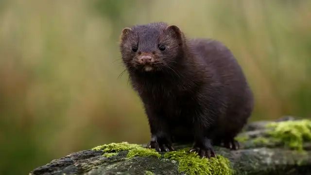 Overtoun Bridge: Why Do Dogs Leap From This Scottish Spot? Overtoun Bridge Minks