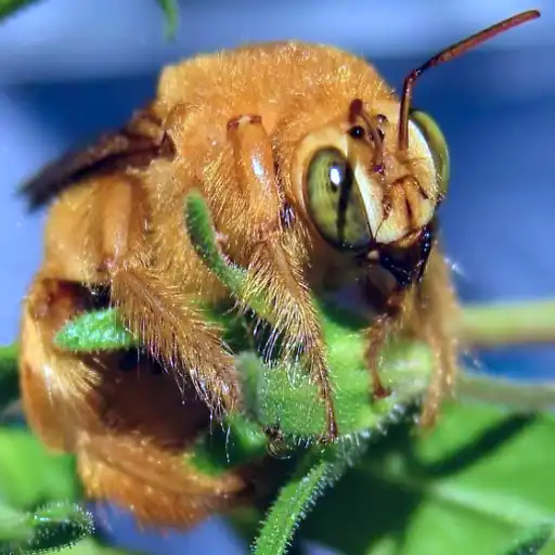 2025’s New Species: Top Discoveries & Stats, Nature’s Hidden Gems Teddy Bear" Bee