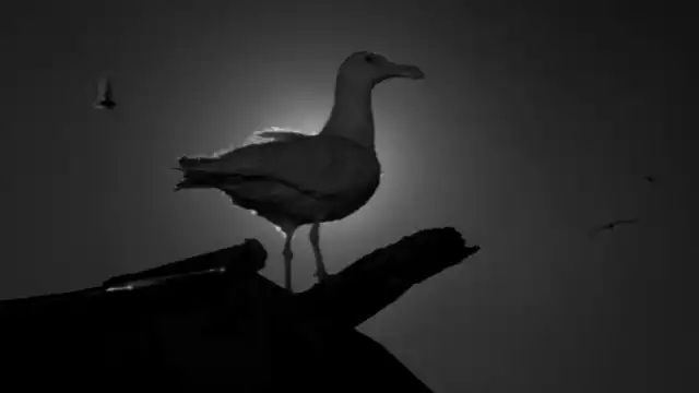 The Lighthouse (2019) Ending Explained: Prometheus, Proteus & the True Meaning of the Light Curse of the Seagull