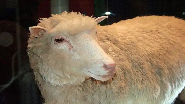 Dolly the Sheep, 25 Years Later: What We Learned About Cloning, Ethics & the Future Death of Dolly the Sheep