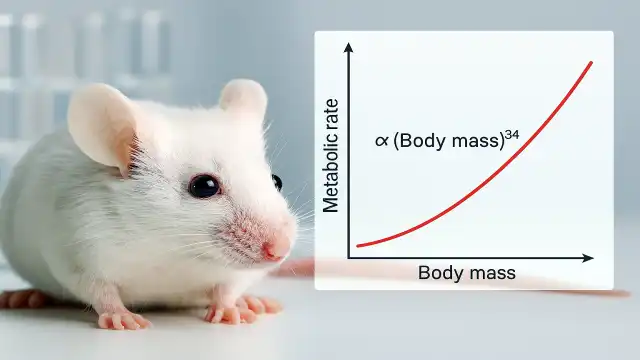 How Many Calories Would Bigfoot Need? The Biological Math Kleiber’s Law Metabolism
