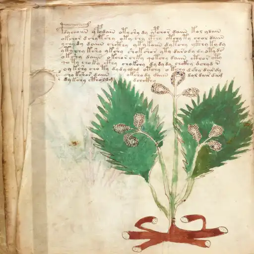 Voynich Manuscript Solved? 2026 Research, History & Leading Theories Voynich book