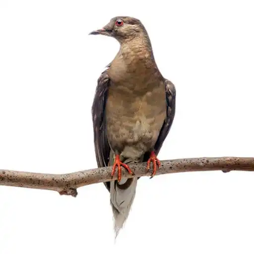 Passenger Pigeon Extinction: How billions of birds vanished Martha passenger pigeon