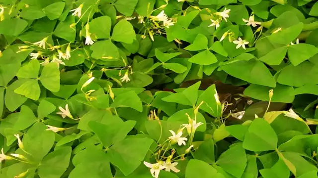Shamrock Explained: The Real History, Meaning & Why We Wear Green in March Shamrocks (Oxalis acetosella)