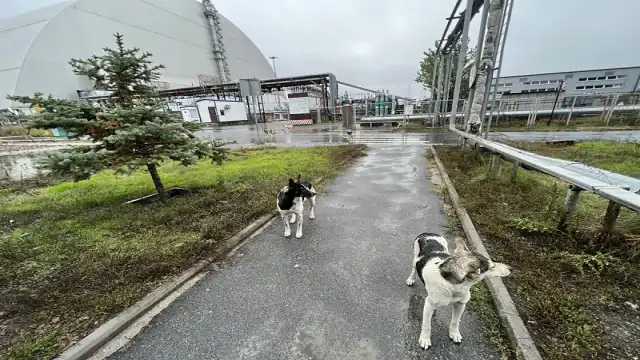 Chernobyl Today: 2026 Updates on Safety, Wildlife & Tourism Chernobyl-dogs