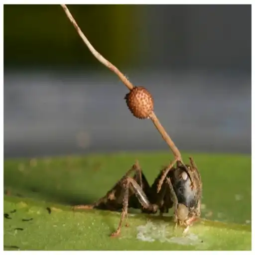 Mind-Control Parasites: Zombie Hosts & Eye Worms Biology Ophiocordyceps unilateralis