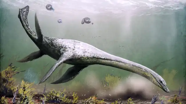 Lake Champlain's Champ: Sightings, Photos & Theories Plesiosaur theory