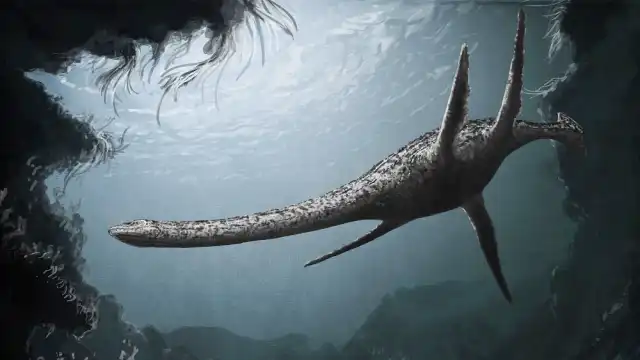 Lake Champlain's Champ: Sightings, Photos & Theories Plesiosaur theory