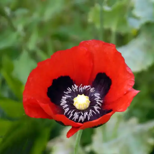 Red Poppy flower